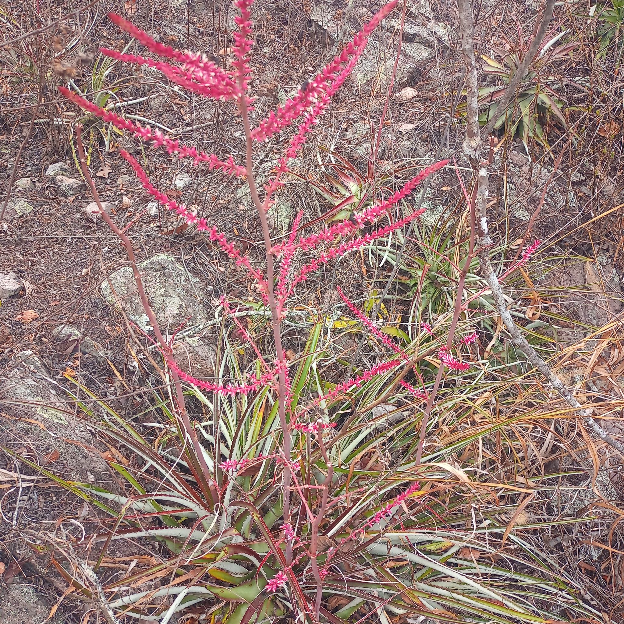 Hechtia rosea